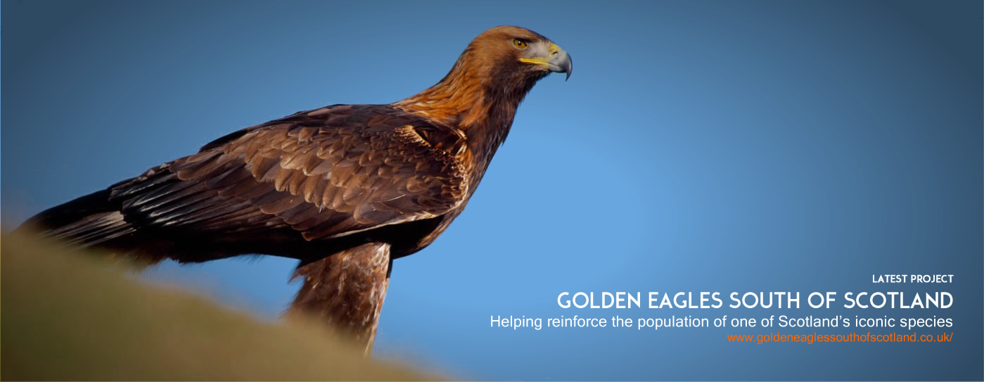 South of Scotland Golden Eagle Project