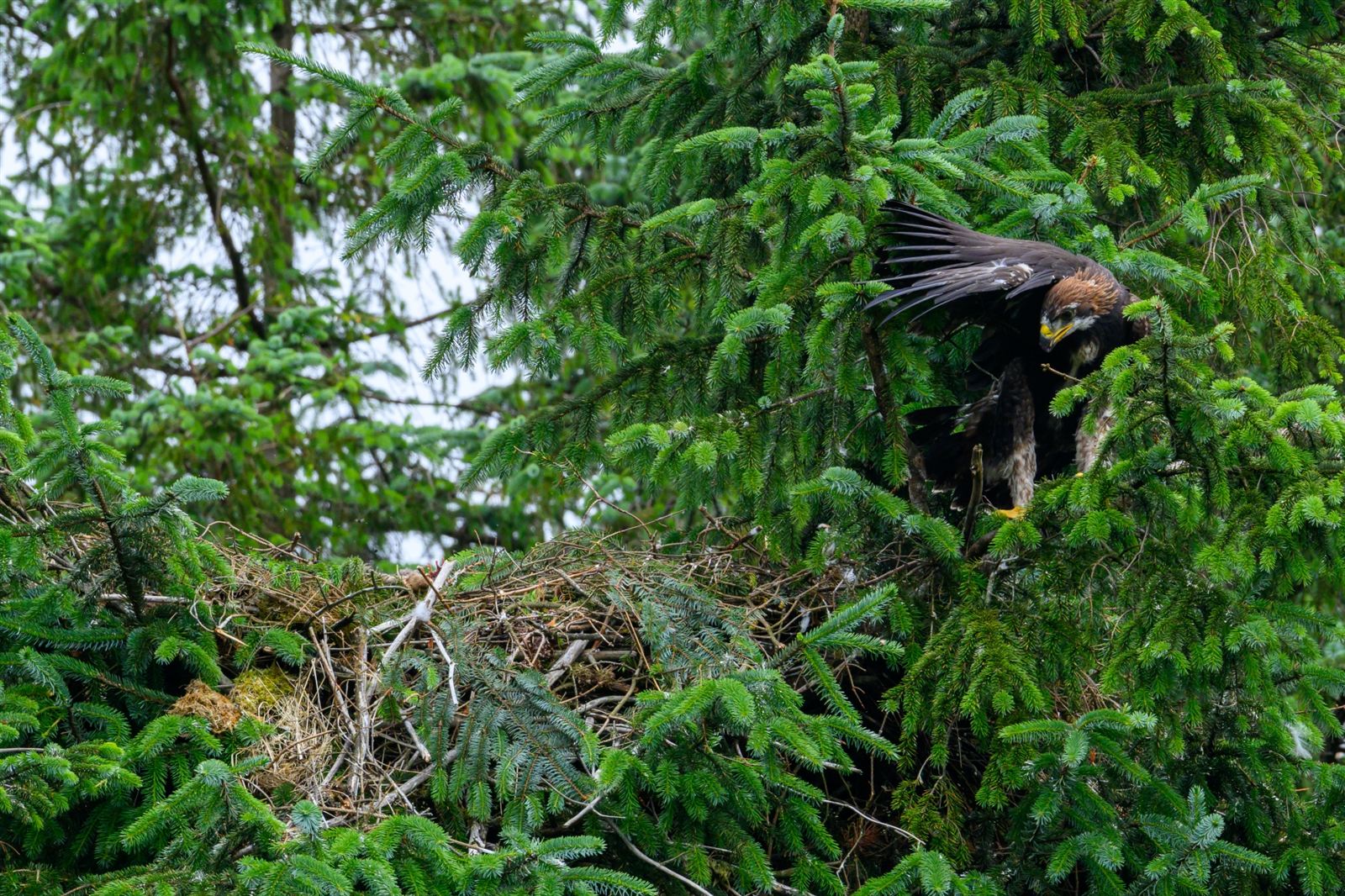 South of Scotland Golden Eagle Project