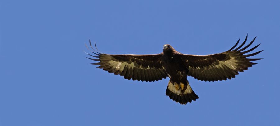 South of Scotland Golden Eagle Project